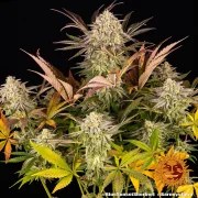 Blue Sunset Sherbert Strain – product view 2