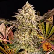 Blue Sunset Sherbert Strain – product view 3
