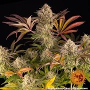 Blue Sunset Sherbert Strain – product view 4