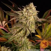 Blue Sunset Sherbert Strain – product view 5