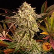 Blue Sunset Sherbert Strain – product view 6