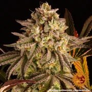 Blue Sunset Sherbert Strain – product view 7