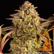 Blue Sunset Sherbert Strain – product view 8