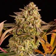 Blue Sunset Sherbert Strain – product view 9