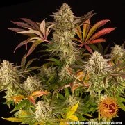 Blue Sunset Sherbert Strain – product view 10