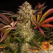 Blue Sunset Sherbert Strain – product view 11