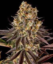 Gelato #45 Strain – product view 1