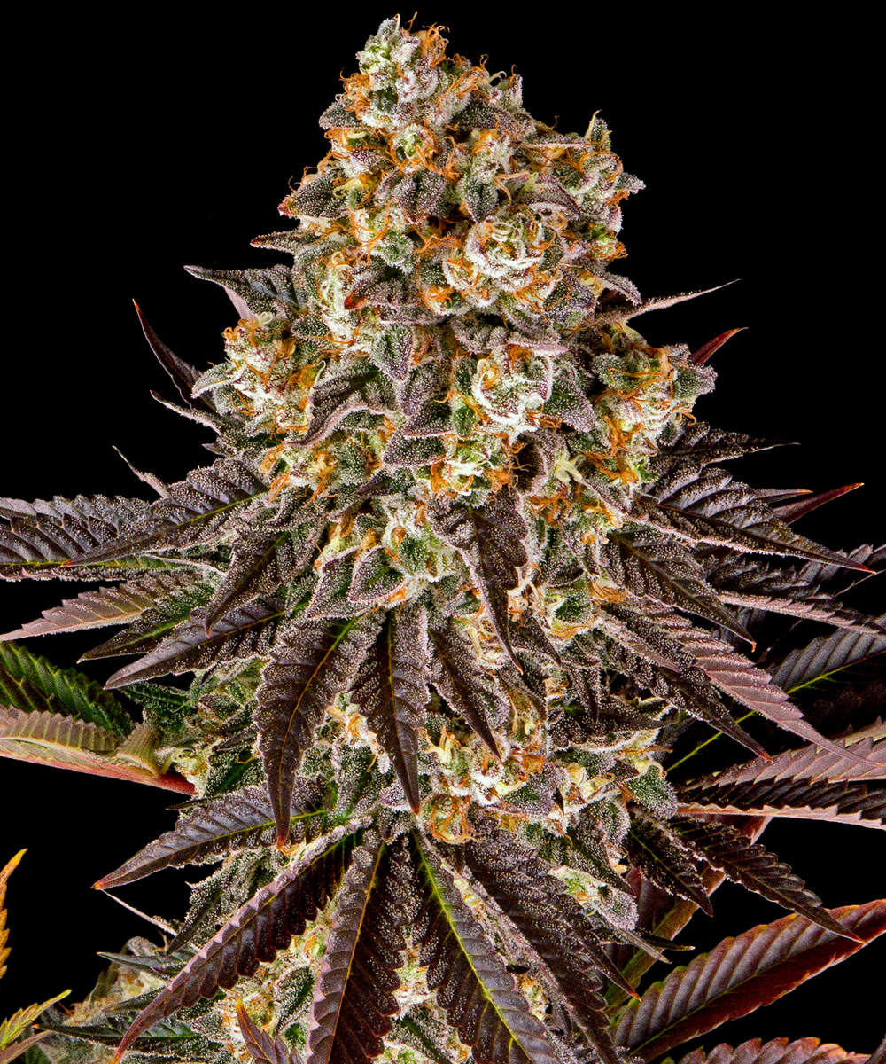 Gelato #45 Strain – product view 1