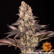 Gelato #45 Strain – product view 2
