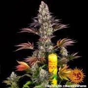 Gelato #45 Strain – product view 3