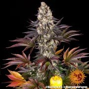 Gelato #45 Strain – product view 4