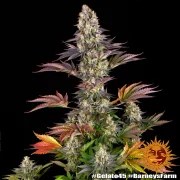 Gelato #45 Strain – product view 5