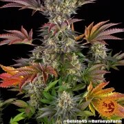 Gelato #45 Strain – product view 6