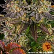Gelato #45 Strain – product view 7