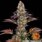 Gelato #45 Strain – product view 8