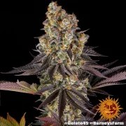 Gelato #45 Strain – product view 9