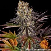 Gelato #45 Strain – product view 10