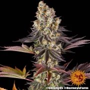 Gelato #45 Strain – product view 11
