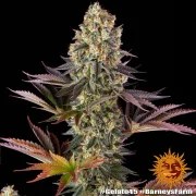 Gelato #45 Strain – product view 12