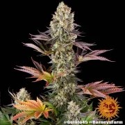 Gelato #45 Strain – product view 13