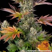 Gelato #45 Strain – product view 14