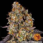 Gelato #45 Strain – product view 15