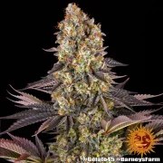 Gelato #45 Strain – product view 16