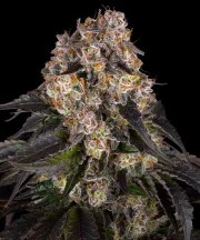 Girl Scout Cookies Strain – product view 1