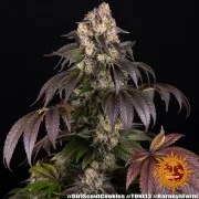 Girl Scout Cookies Strain – product view 2