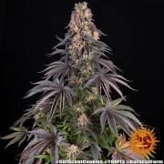 Girl Scout Cookies Strain – product view 3
