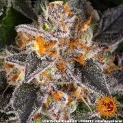 Girl Scout Cookies Strain – product view 4