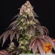 Girl Scout Cookies Strain – product view 5
