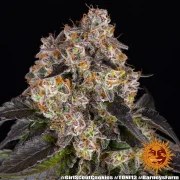 Girl Scout Cookies Strain – product view 6