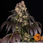 Girl Scout Cookies Strain – product view 7