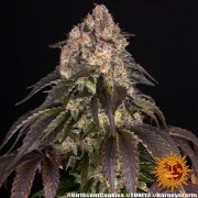 Girl Scout Cookies Strain – product view 8