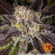 Girl Scout Cookies Strain – product view 9