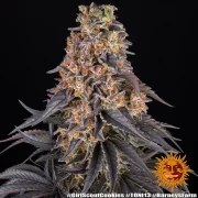 Girl Scout Cookies Strain – product view 10