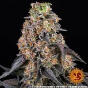 Girl Scout Cookies Strain – product view 11