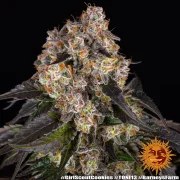 Girl Scout Cookies Strain – product view 12