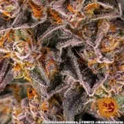 Girl Scout Cookies Strain – product view 13