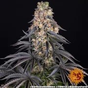 Girl Scout Cookies Strain – product view 14