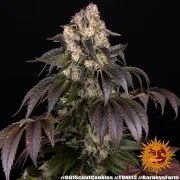 Girl Scout Cookies Strain – product view 15