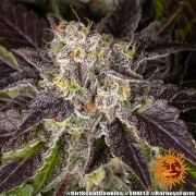 Girl Scout Cookies Strain – product view 16