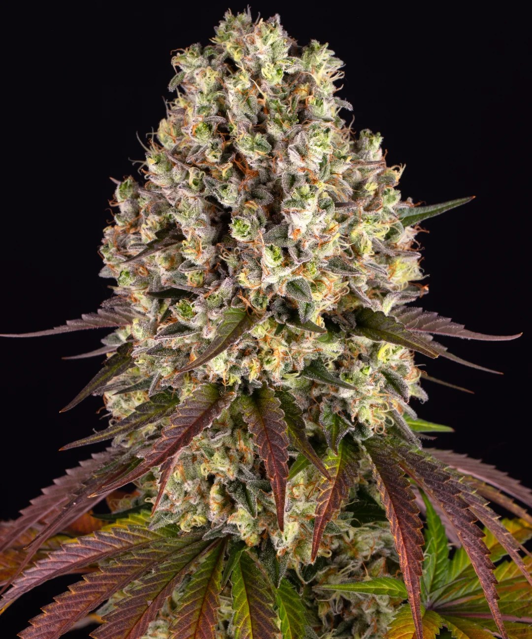 Sour Diesel Strain – product view 1