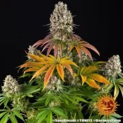 Sour Diesel Strain – product view 2