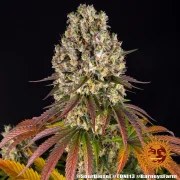 Sour Diesel Strain – product view 3