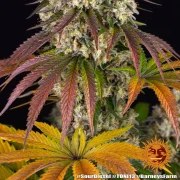 Sour Diesel Strain – product view 4
