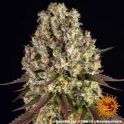 Sour Diesel Strain – product view 5