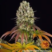 Sour Diesel Strain – product view 6