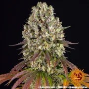 Sour Diesel Strain – product view 7